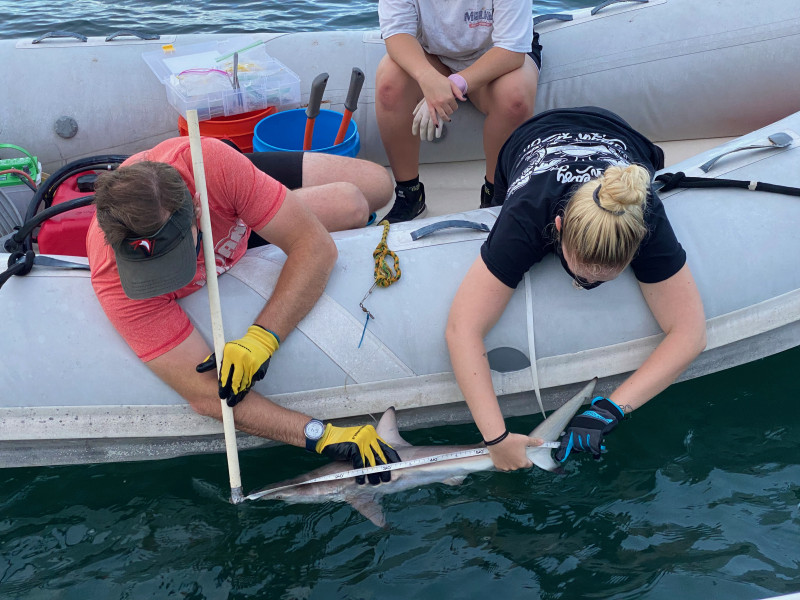I am on a small boat with my hands on a shark during one of my Marine Science summer courses.