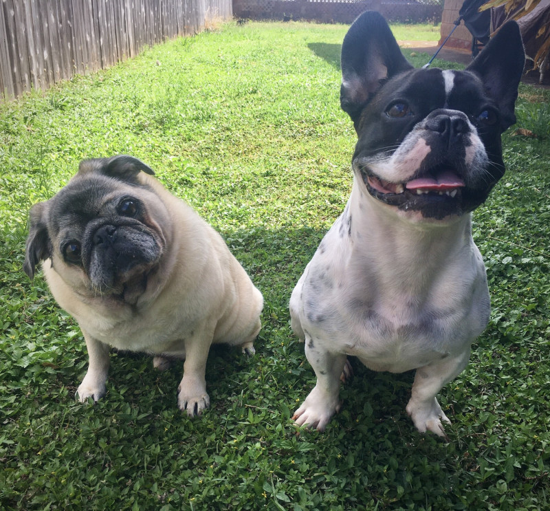 Shantel’s dogs, Nalu and Kolu (left to right)