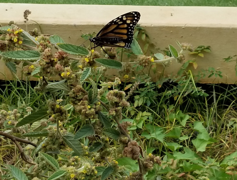 The Butterfly I released for Kapi'olani Graduation