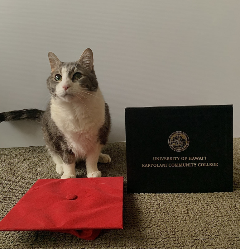 Cat standing in front of graduation cap and next to KCC diploma, looking above the camera