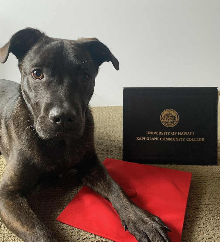 Dog laying down on top of graduation hat looking past the camera, in front of KCC diploma